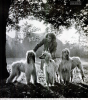 1945_AfghanHounds.png