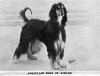 1946_AfghanHound_AmanullagKhanofAcklam.jpg