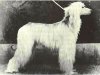 1954_AfghanHound_CHTanjoresDomino.jpg