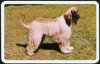 1972_AfghanHound_AUSCH_ChandariofKazah.jpg