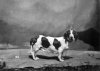 1879_BassetHound_NN.jpg