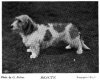 1897_BassetHoundRough_PrinceOfWales.jpg