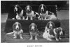 1897_BassetHounds.jpg