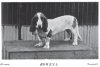 1898_BassetHound_Rowena.jpg