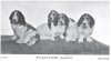 1898_RoughBassets.jpg