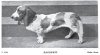 1900_BassetHound_Baroness.jpg