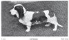 1900_BassetHound_Caprice.jpg