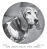 1900_BassetHound_MaidMarion.jpg