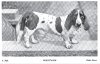 1900_BassetHound_Wantage.jpg