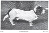 1900_BassetHound_Washington.jpg