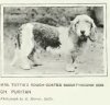 1907Basset_Hound_Rough.jpg