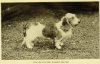 1913_BassetHoundRough.jpg