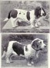 1915Basset_Hounds.jpg