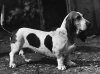 1936_Basset_CHAMPIONGRIMSWISHFUL.jpg