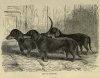 1881Dachshunds2.jpg