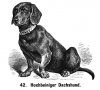 1889_Dachshund.jpg