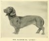 1890Daschund.jpg