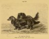 1895_Dachshund_Longhair_Ger.jpg