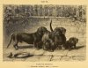 1895_Dachshund_Shorthair_Ger.jpg