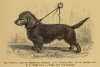 1895_Dachshund_Wire_Ger.jpg