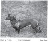 1897_Dachshund_Poltergeist.jpg