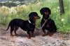 1897_Dachshunds_OttoVollrath.jpg