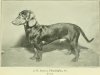 1897Dachshund.jpg