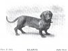 1898_Dachshund_Gladys.jpg