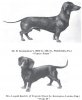 1901Dachshund.jpg