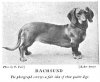 1902_Dachshund.jpg