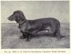 1903_Dachshund.jpg