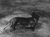 1907_Doxie_CH_Crusader.jpg