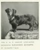 1907Dachshund_Long.jpg