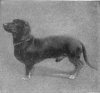 1910_Dachshund-1.jpg