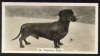 1934_Dachshund_CH_FERNWOODRADIO.jpg