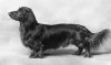 1935_Dachshund_CHAMPIONJAGEROFOILWO.jpg