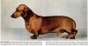 1949_Dachshund.jpg