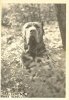 1960_NeapolitanMastiff.jpg