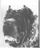 1960_NeapolitanMastiff_CHFebo.jpg