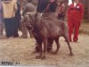 1970s_NeapolitanMastiff3.jpg