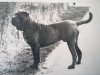 1970s_NeapolitanMastiff4.jpg