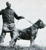 1971_NeapolitanMastiff_Ponzano.jpg