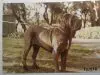 1980s_NeapolitanMastiff.jpg