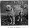 1897_DogueDeBordeaux.jpg