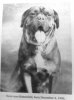 1906_DogueDeBordeaux.jpg