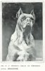 1907Dogue_de_Bordeaux_Head.jpg