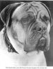 1924_DoguedeBordeaux_Neron.jpg