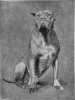 Dogue de Bordeaux, 1899, by the name of Sans Peur - No Fear.jpg