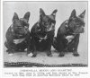 1898_FrenchBulldogs.jpg