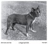 1899_FrenchBulldog2.jpg